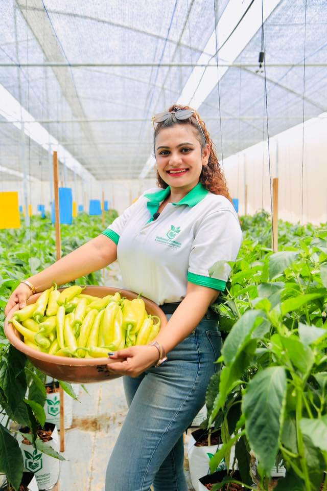 Team member with fresh chili harvest in greenhouse