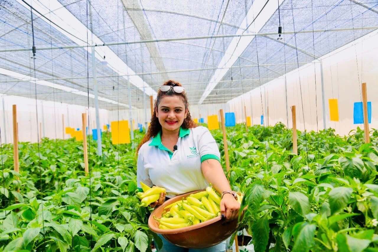 Team member with fresh banana chili harvest in polytunnel