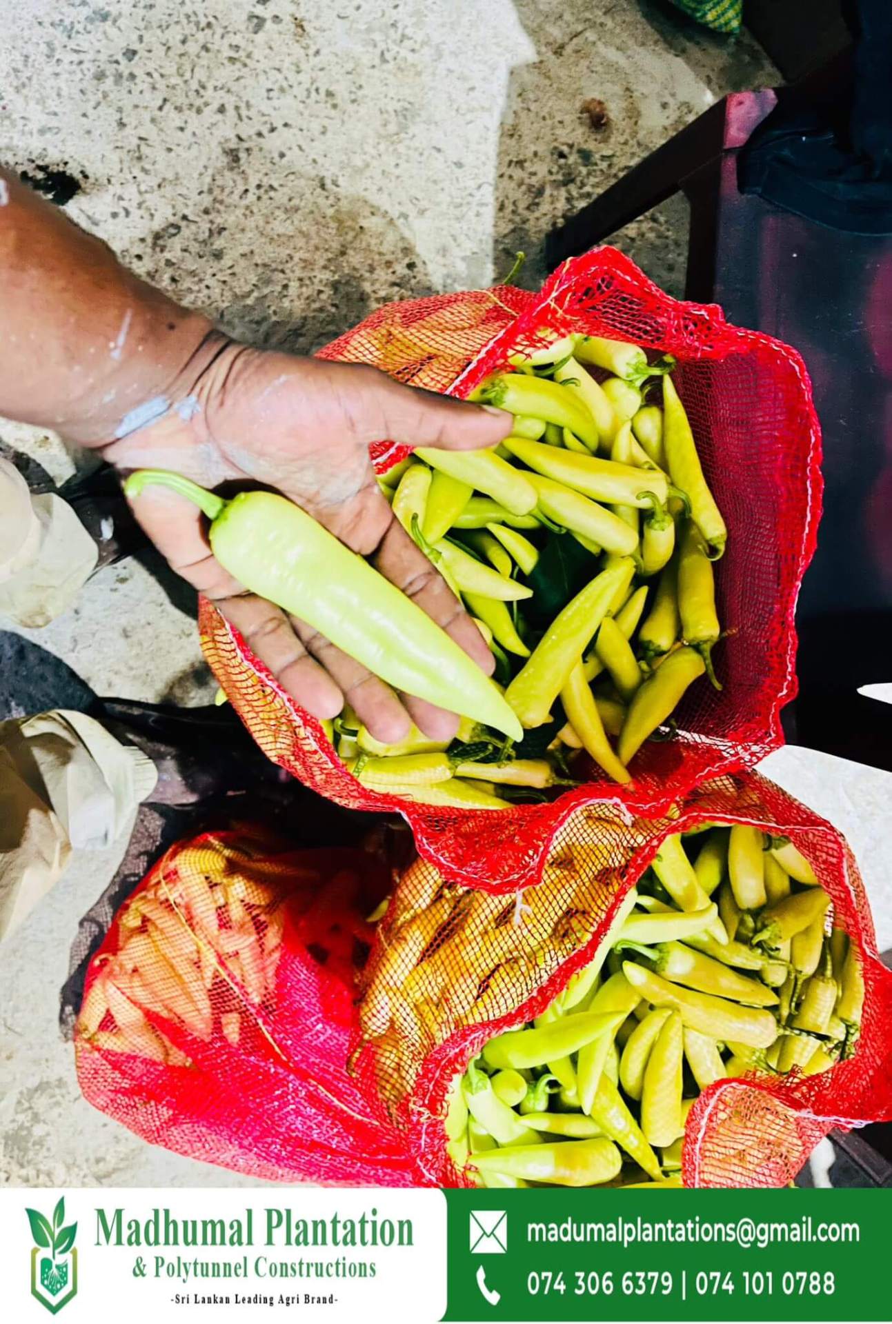 Bag full of freshly harvested banana chili