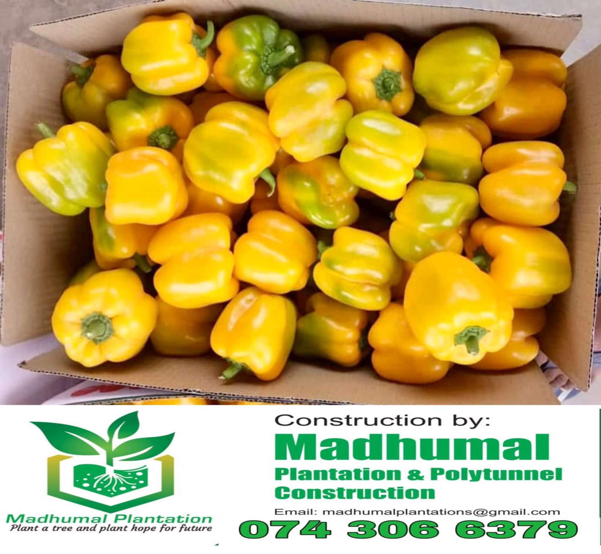 Box full of yellow bell peppers ready for market