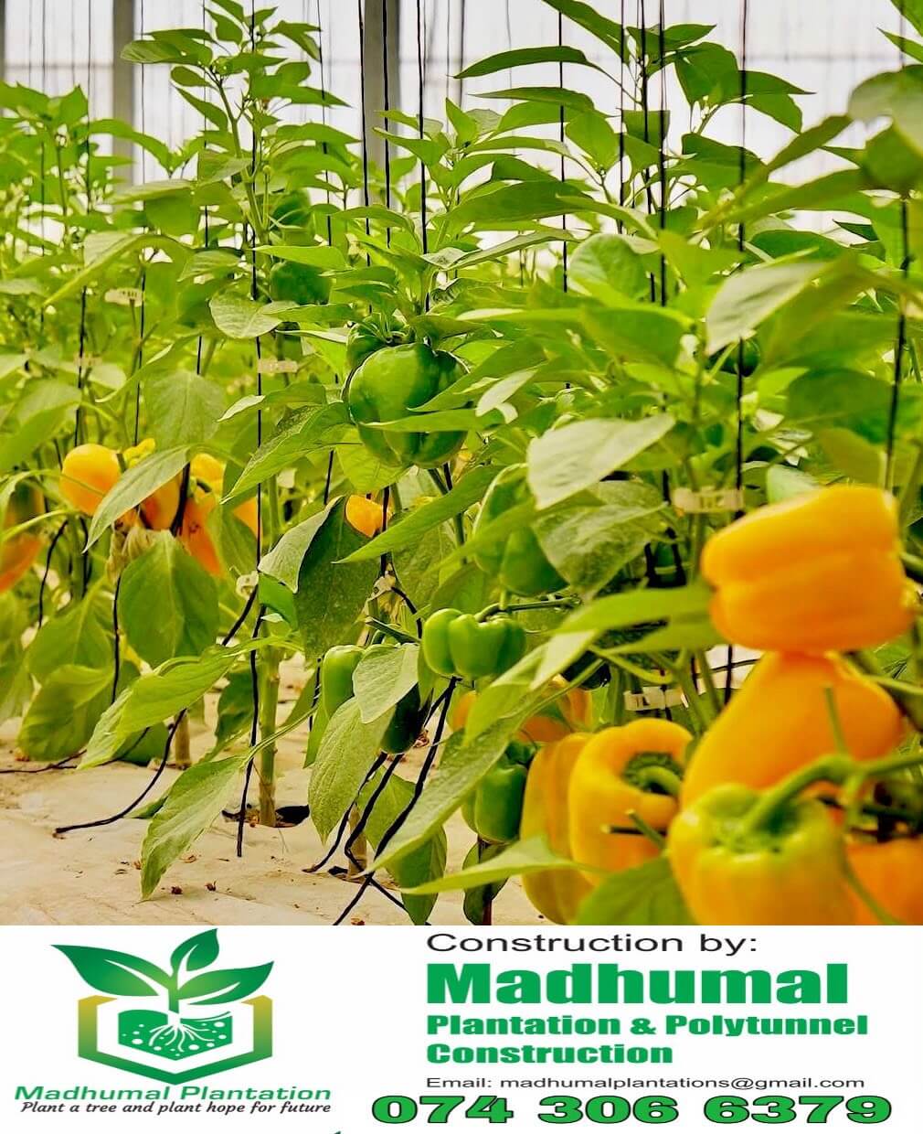 Bell pepper plants thriving inside polytunnel