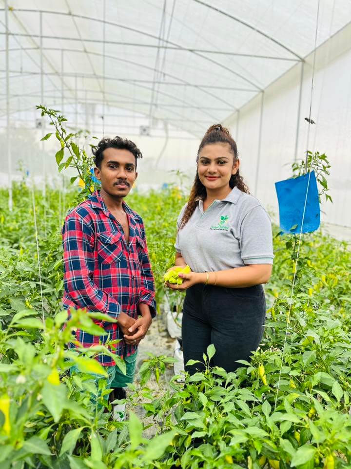 Team members inspecting healthy chili harvest