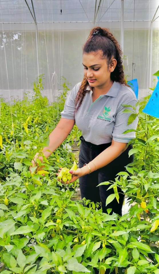 Team member harvesting fresh chili in greenhouse