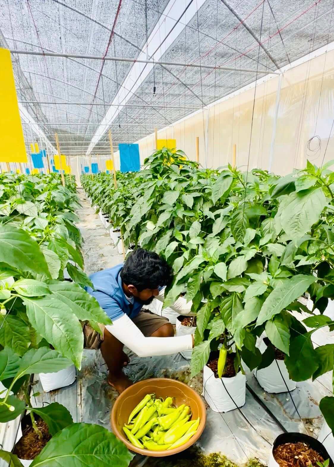 Worker harvesting chili crop inside protected greenhouse