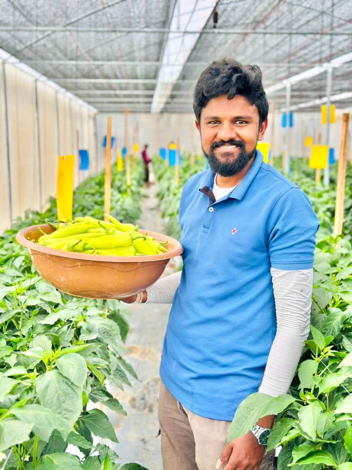 Successful chili harvest carried by team member