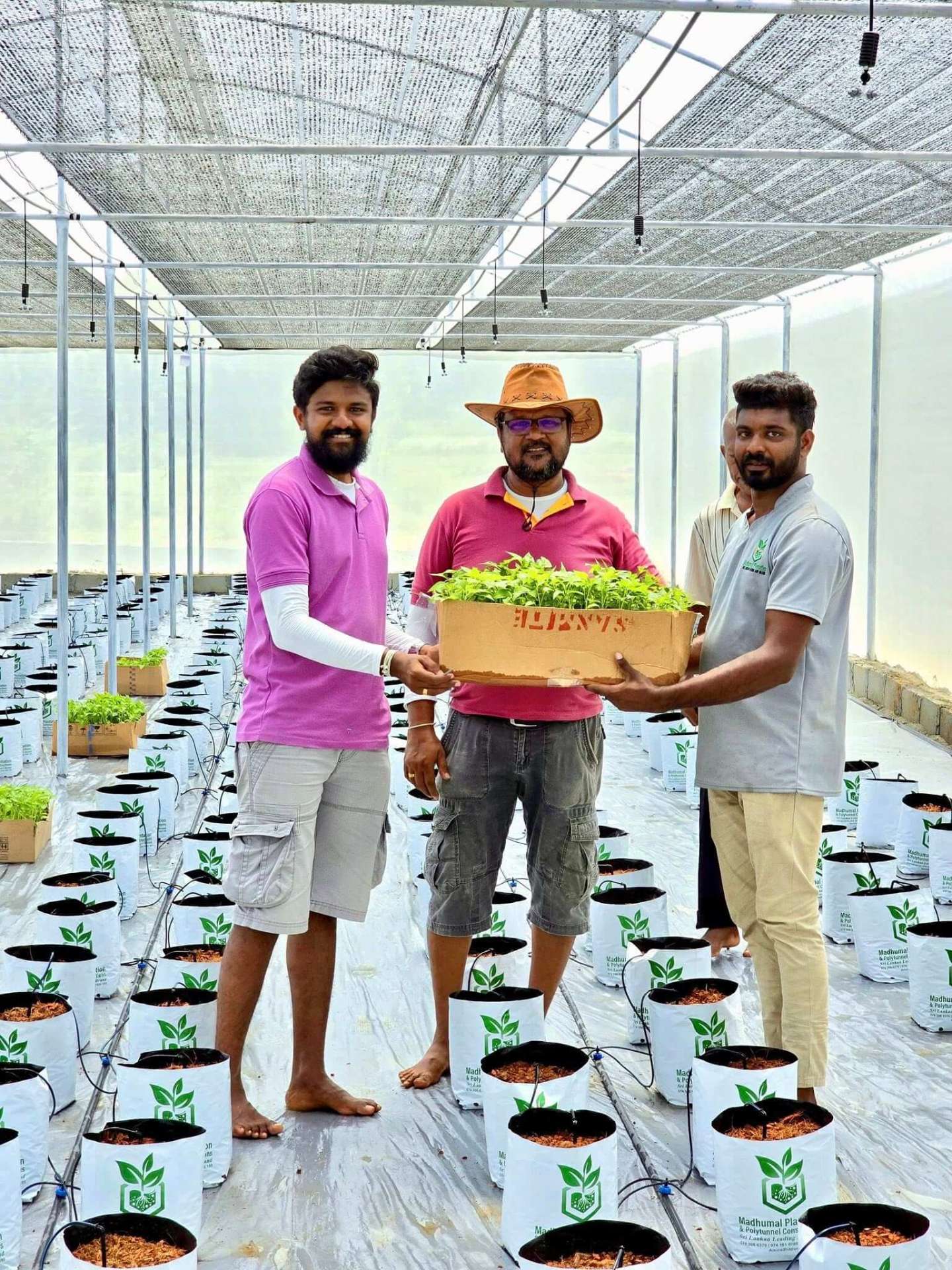 Madhumal Plantation team with seedlings inside polytunnel