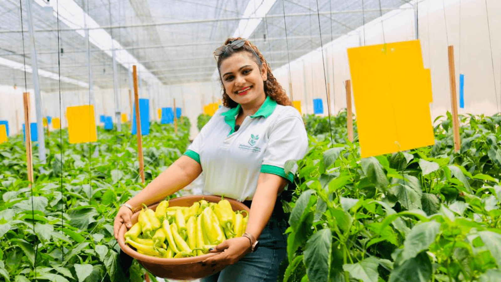 Successful greenhouse harvest by Madhumal Plantation