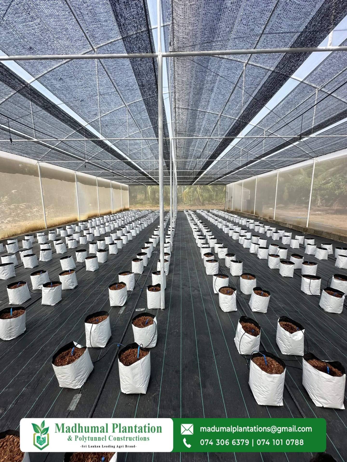 Inside view of a polytunnel with rows of grow bags and shade netting