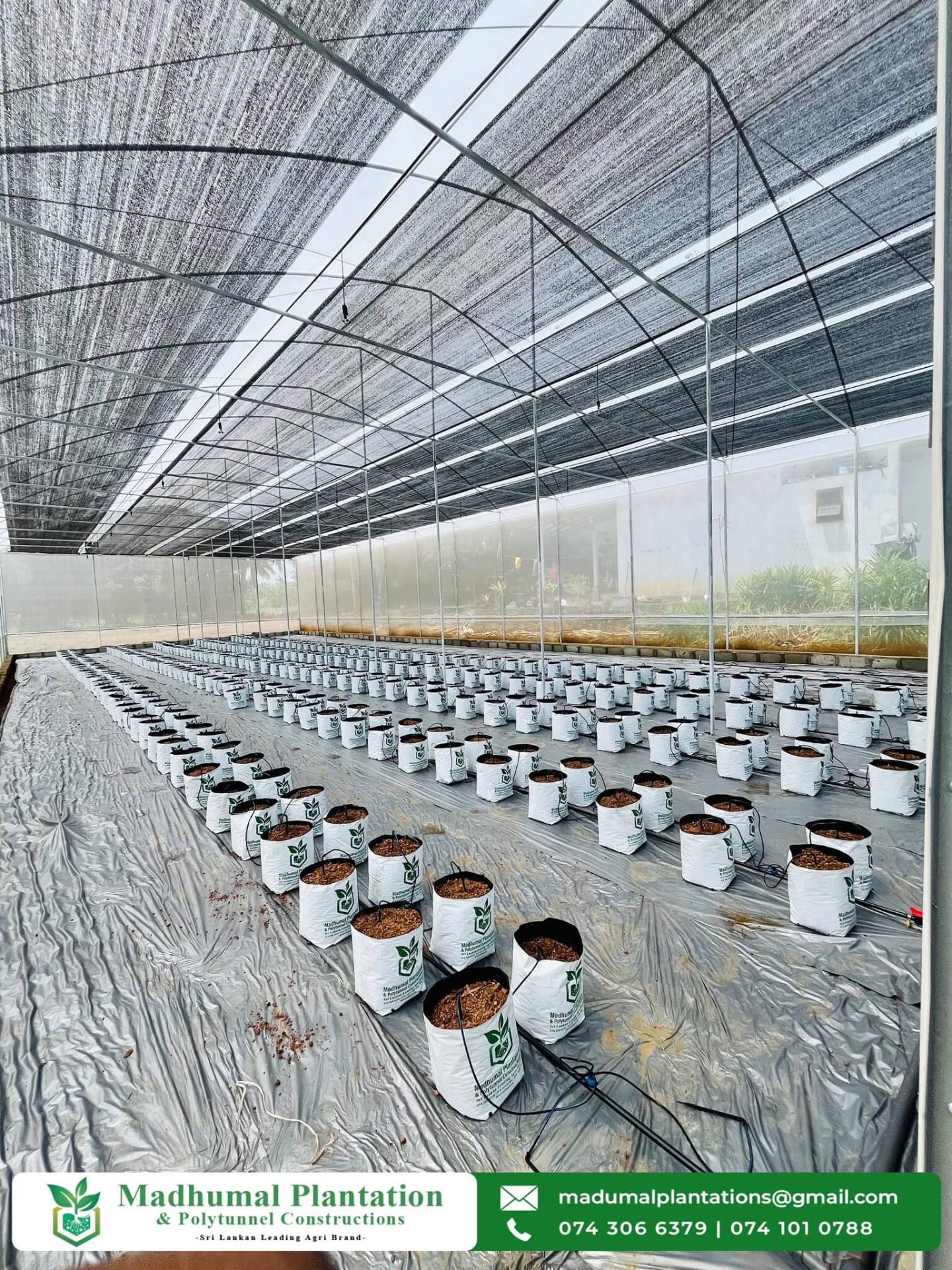 Interior of large greenhouse with rows of branded Madhumal grow bags